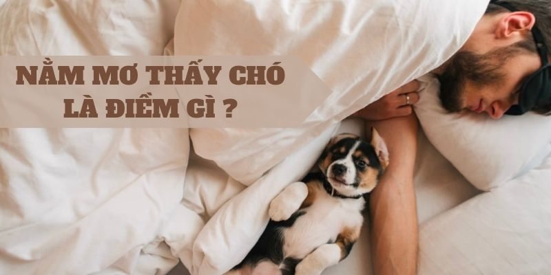 Mơ thấy chó báo hiệu điềm gì trong tương lai?